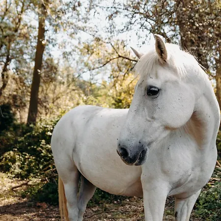 Domaine De Biar فندق Lavérune