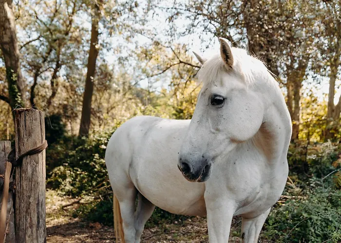 Domaine De Biar Hotell Lavérune